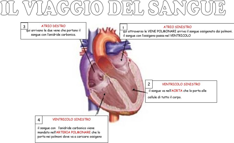 il sangue con l ossigeno passa nel VENTRICOLO 2 VENTRICOLO SINISTRO il sangue va nell AORTA che lo porta alle