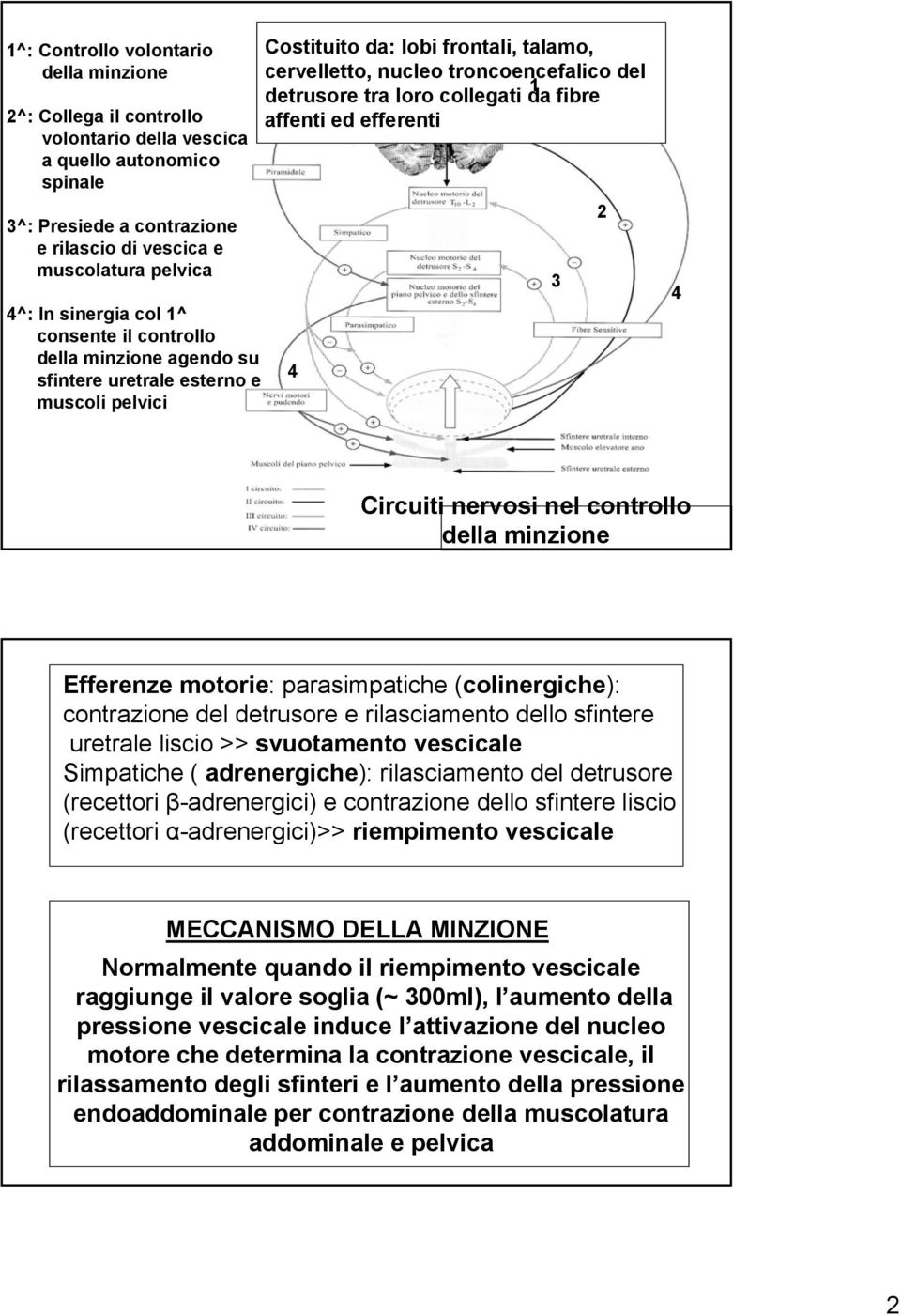 tra loro collegati da fibre affenti ed efferenti 4 3 2 4 Circuiti nervosi nel controllo della minzione Efferenze motorie: parasimpatiche (colinergiche): contrazione del detrusore e rilasciamento