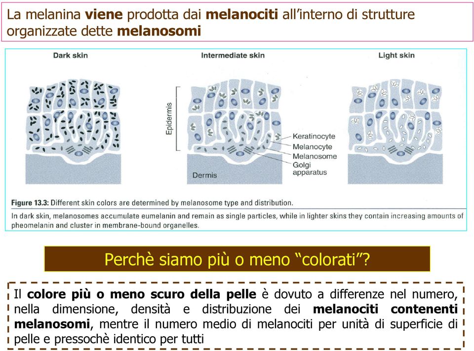 Il colore più o meno scuro della pelle è dovuto a differenze nel numero, nella dimensione,