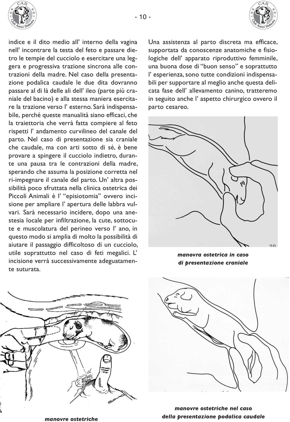 Nel caso della presentazione podalica caudale le due dita dovranno passare al di là delle ali dell ileo (parte più craniale del bacino) e alla stessa maniera esercitare la trazione verso l esterno.