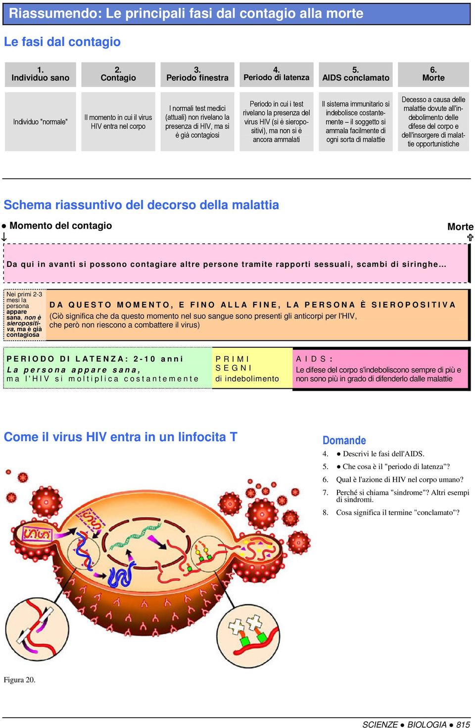 presenza del virus HIV (si è sieropositivi), ma non si è ancora ammalati Il sistema immunitario si indebolisce costantemente il soggetto si ammala facilmente di ogni sorta di malattie Decesso a causa