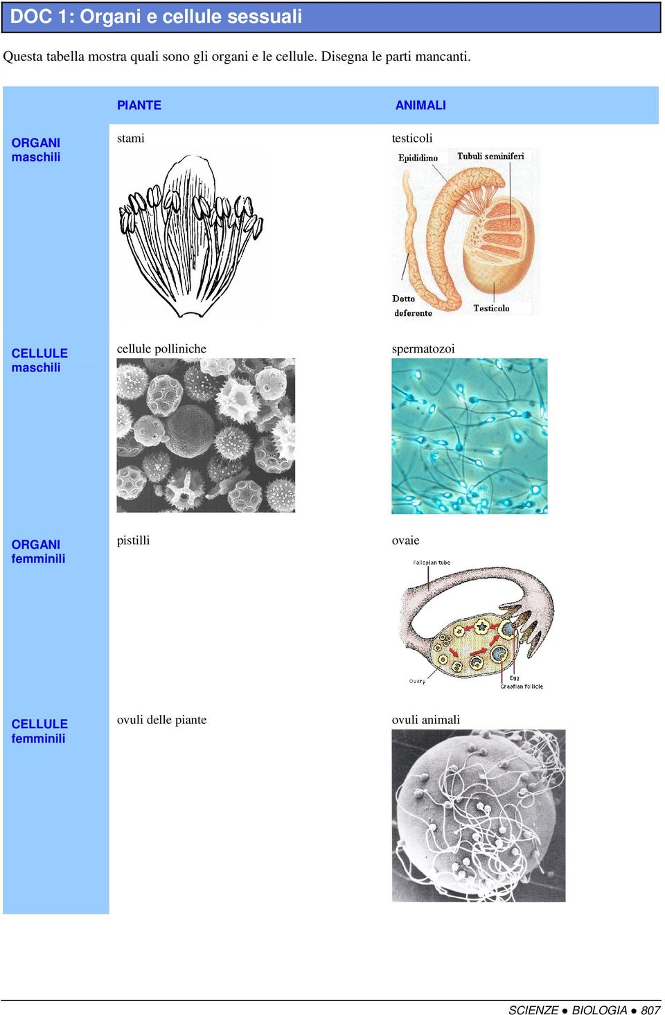 ORGANI maschili PIANTE stami ANIMALI testicoli CELLULE maschili cellule