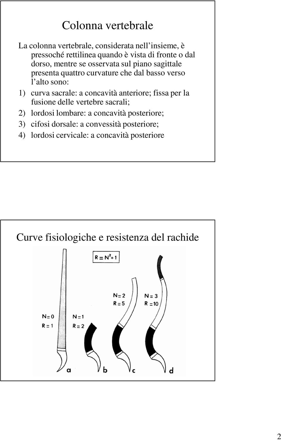 sacrale: a concavità anteriore; fissa per la fusione delle vertebre sacrali; 2) lordosi lombare: a concavità posteriore; 3)