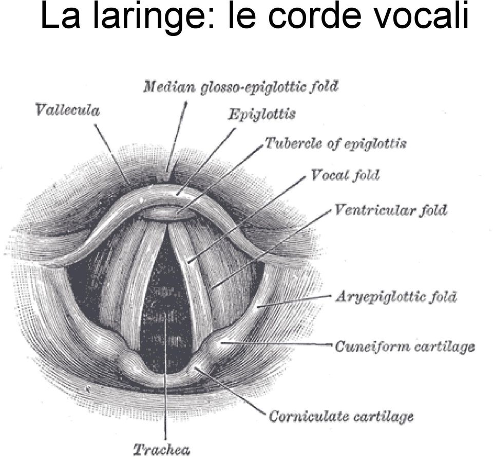 le corde