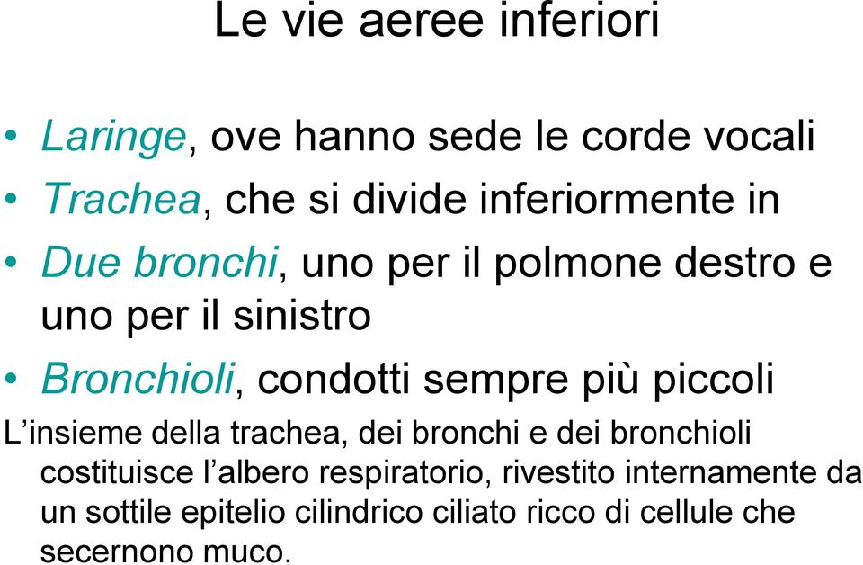 sempre più piccoli L insieme della trachea, dei bronchi e dei bronchioli costituisce l albero