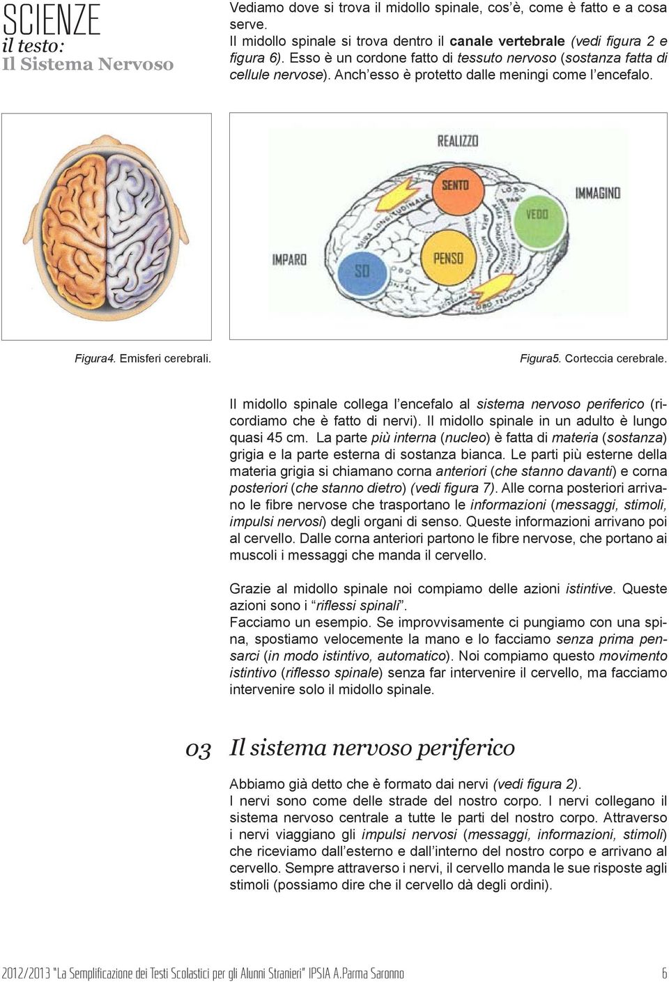 Il midollo spinale collega l encefalo al sistema nervoso periferico (ricordiamo che è fatto di nervi). Il midollo spinale in un adulto è lungo quasi 45 cm.