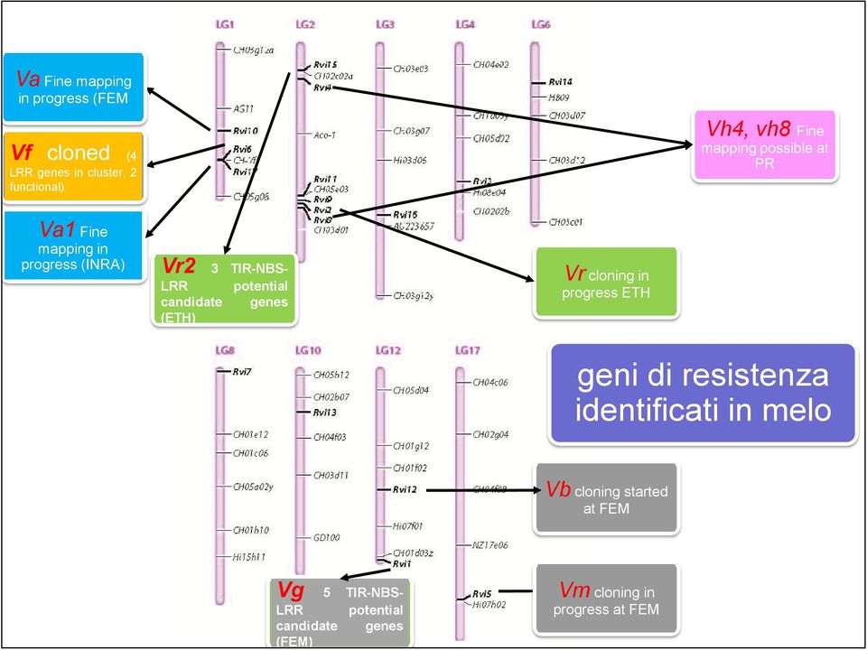 TIR-NBSpotential genes Vr cloning in progress ETH geni di resistenza identificati in melo Vb