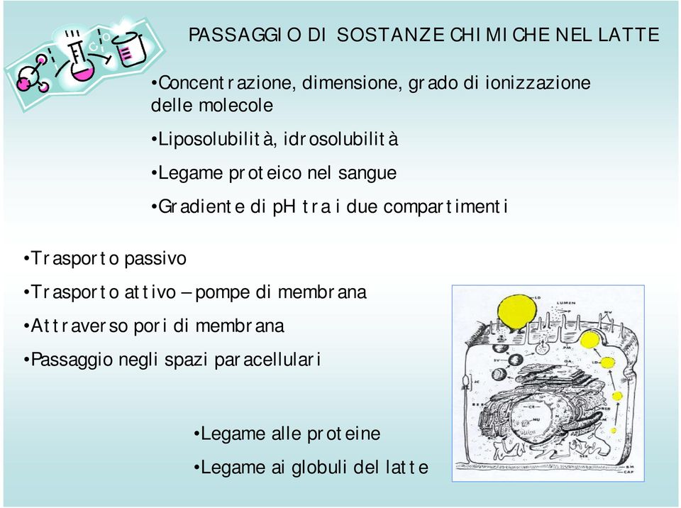 i due compartimenti Trasporto passivo Trasporto attivo pompe di membrana Attraverso pori di