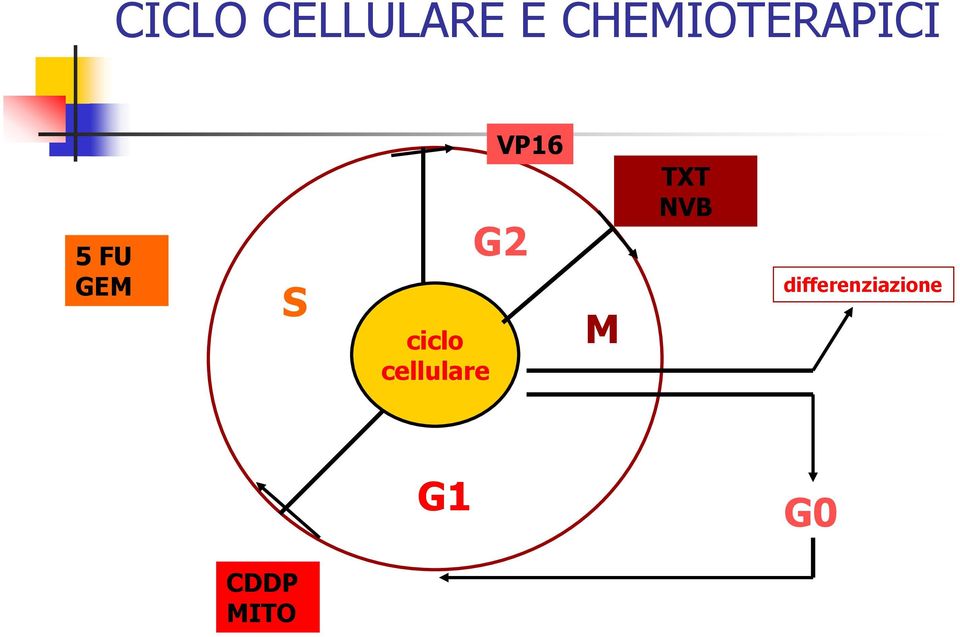 ciclo cellulare VP16 G2 M