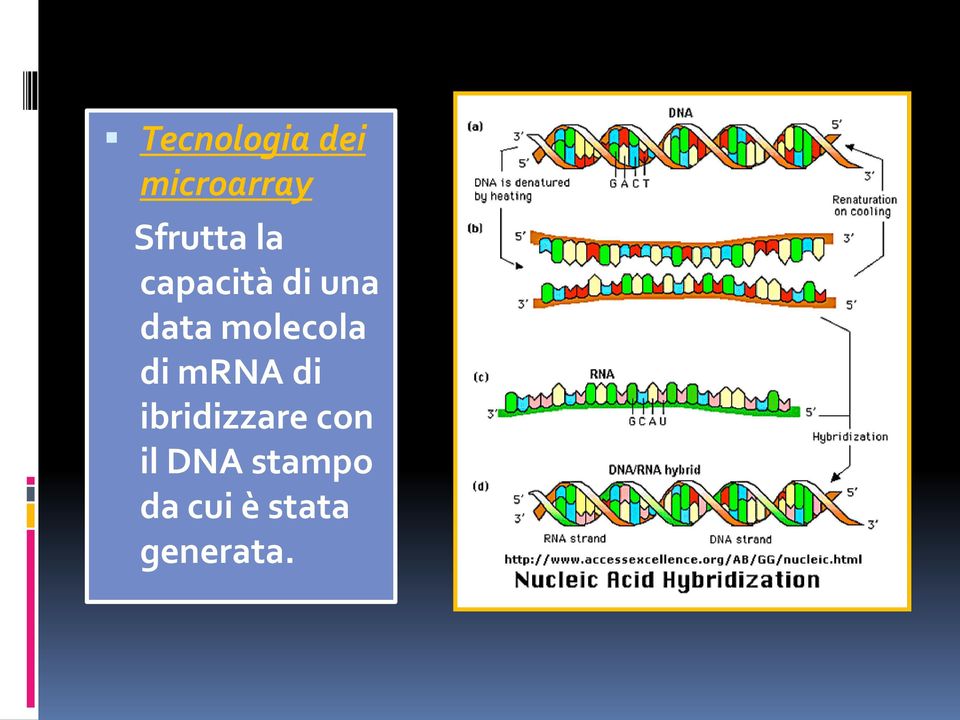 molecola di mrna di ibridizzare