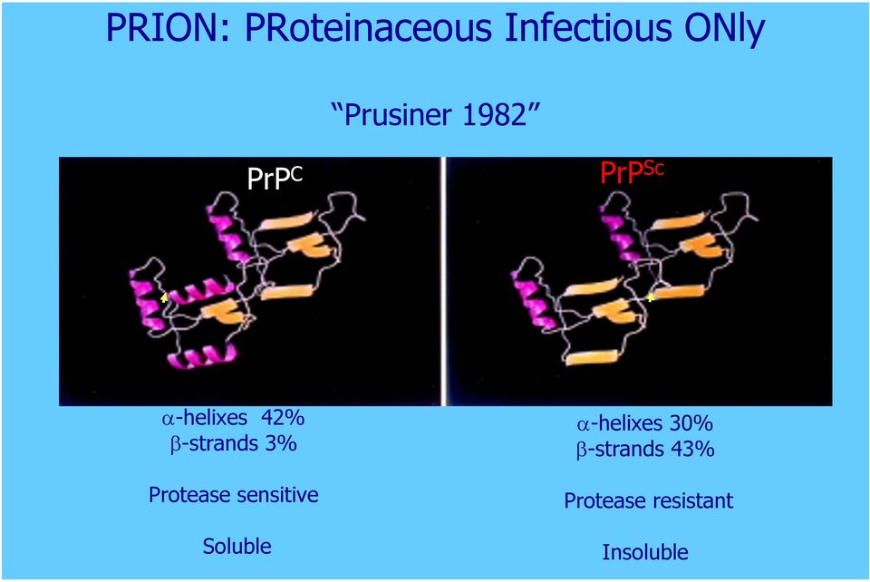 β-strands 3% Protease sensitive Soluble