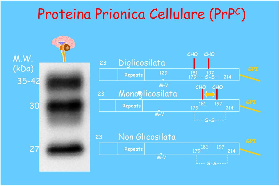 Monoglicosilata Repeats M-V CHO CHO 181 197 179 S-S 214 CHO