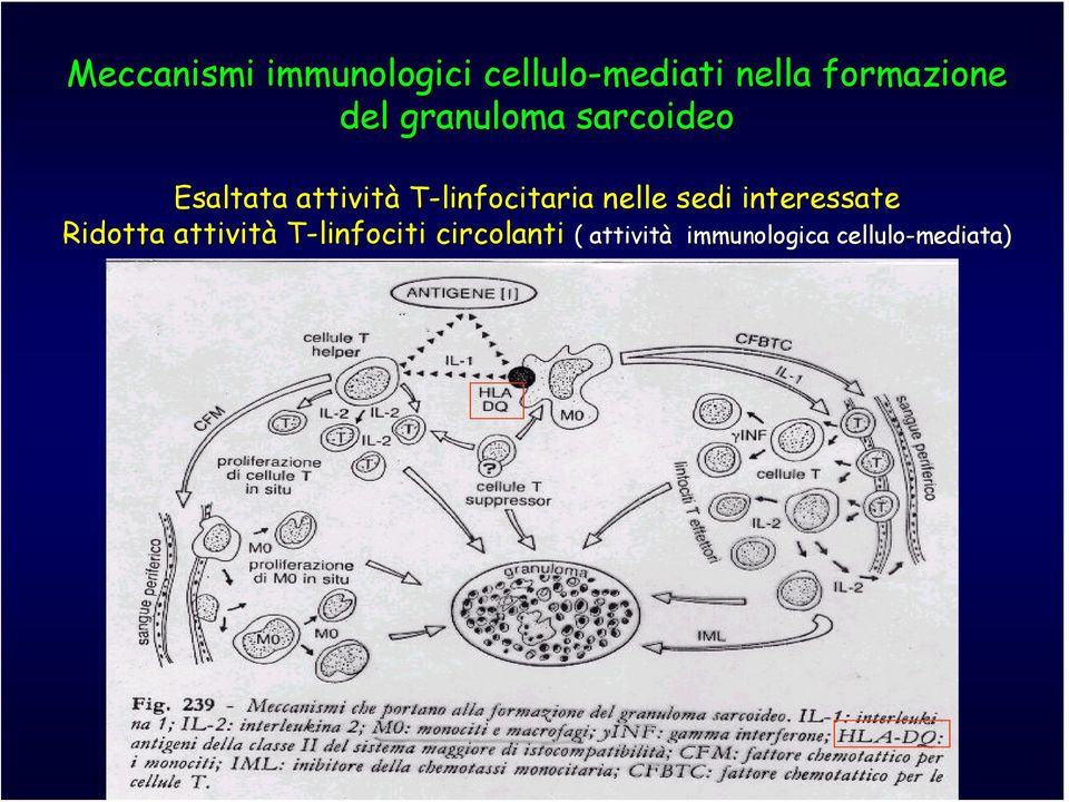 nelle sedi interessate Ridotta attività T-linfociti