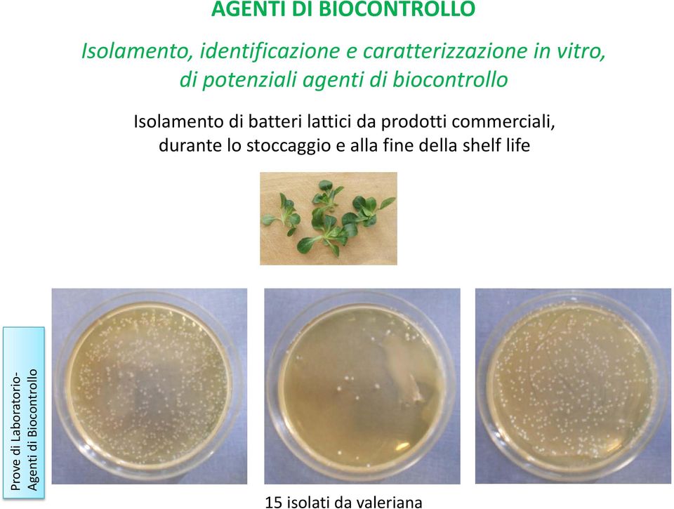 lattici da prodotti commerciali, durante lo stoccaggio e alla fine della