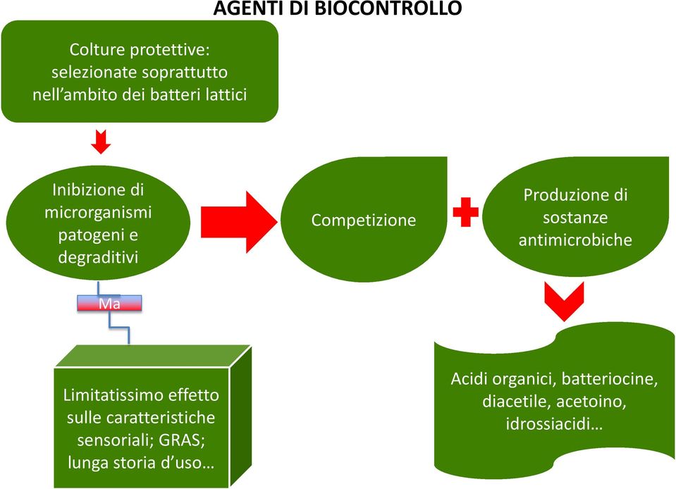 Produzione di sostanze antimicrobiche Ma Limitatissimo effetto sulle caratteristiche