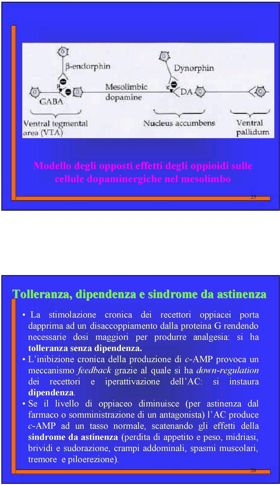 L inibizione cronica della produzione di c-amp provoca un meccanismo feedback grazie al quale si ha down-regulation dei recettori e iperattivazione dell AC: si instaura dipendenza.