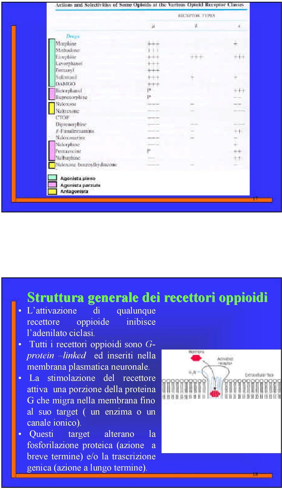 La stimolazione del recettore attiva una porzione della proteina G che migra nella membrana fino al suo target ( un enzima