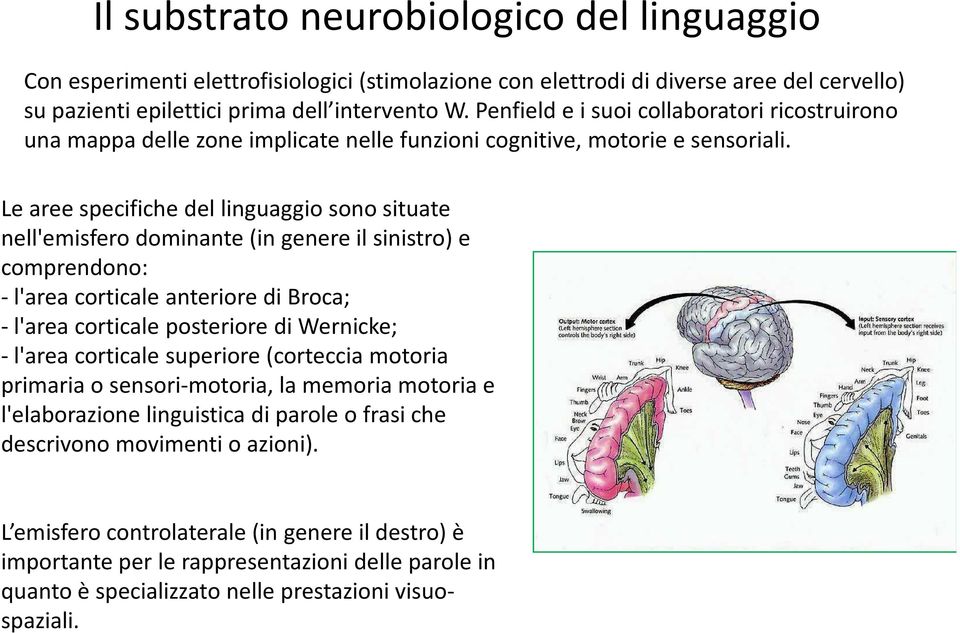 Le aree specifiche del linguaggio sono situate nell'emisfero dominante (in genere il sinistro) e comprendono: -l'area corticale anteriore di Broca; -l'area corticale posteriore di Wernicke; -l'area