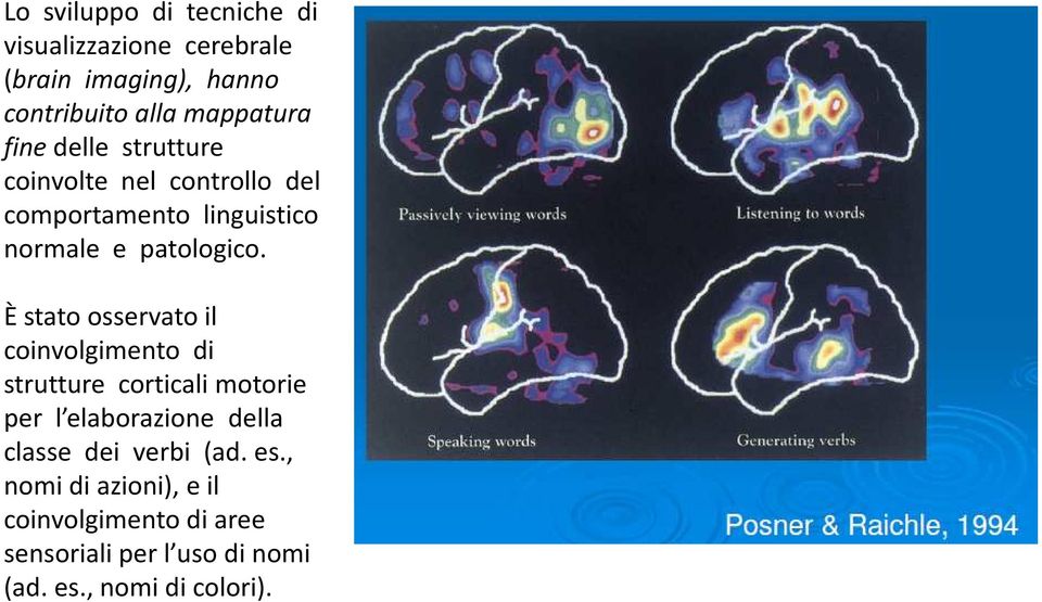 È stato osservato il coinvolgimento di strutture corticali motorie per l elaborazione della classe dei