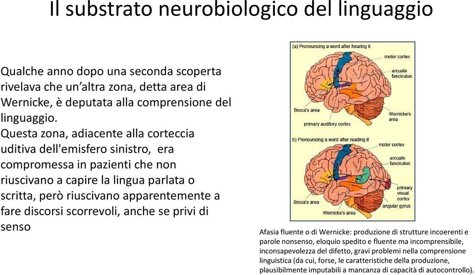 a fare discorsi scorrevoli, anche se privi di senso Afasia fluente o di Wernicke: produzione di strutture incoerenti e parole nonsenso, eloquio spedito e fluente ma incomprensibile,