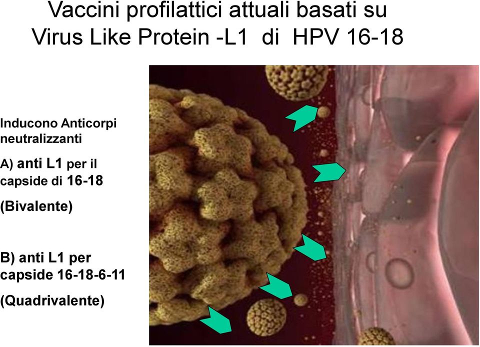 neutralizzanti A) anti L1 per il capside di 16-18