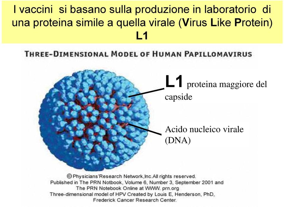virale (Virus Like Protein) L1 L1 proteina
