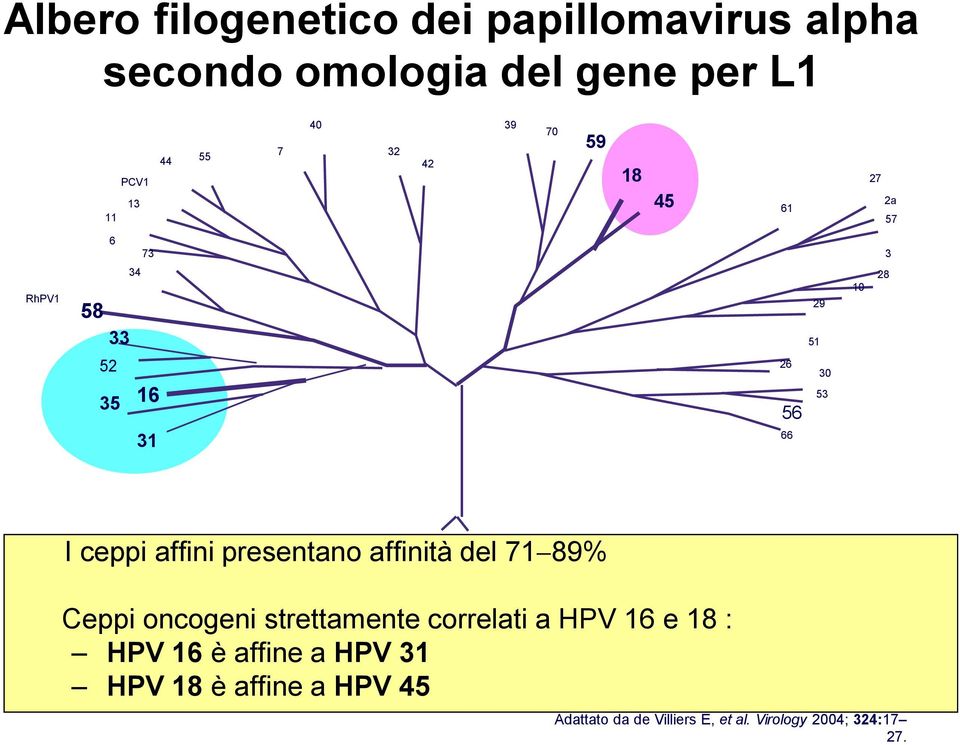 ceppi affini presentano affinità del 71 89% Ceppi oncogeni strettamente correlati a HPV 16 e 18 :