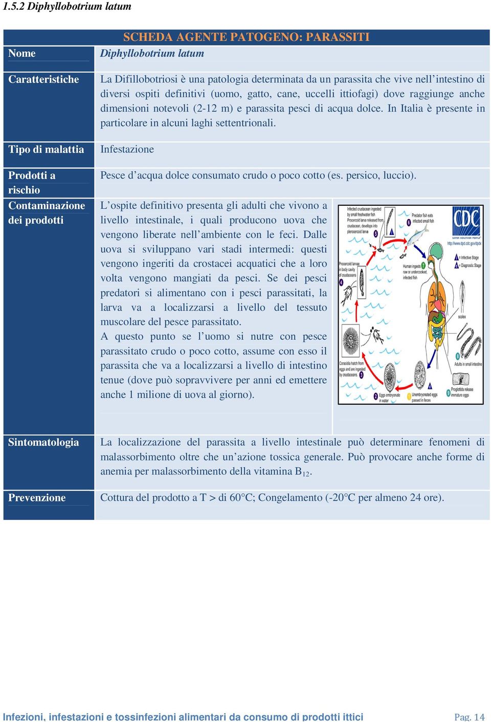 Infestazione Pesce d acqua dolce consumato crudo o poco cotto (es. persico, luccio).