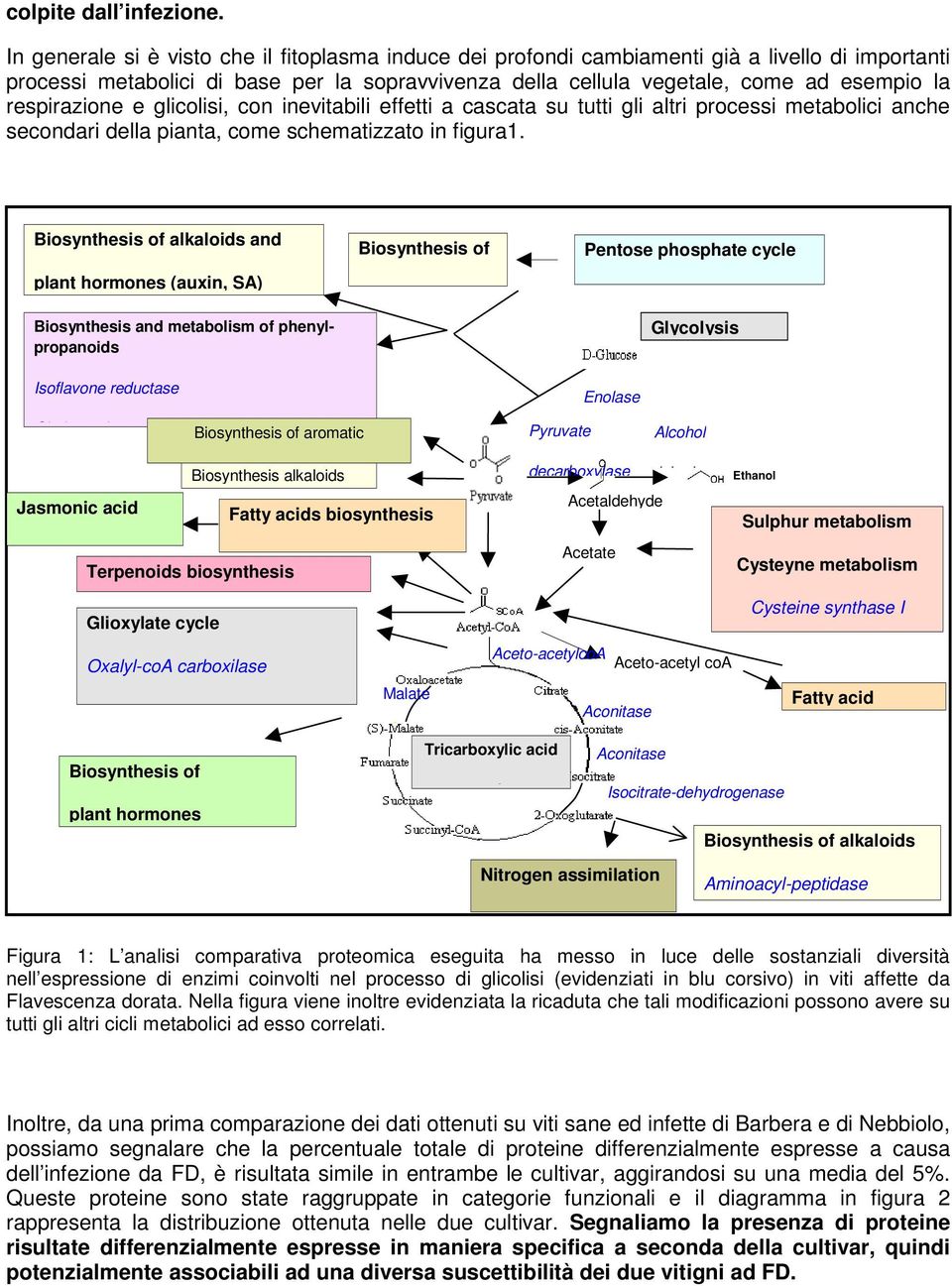 respirazione e glicolisi, con inevitabili effetti a cascata su tutti gli altri processi metabolici anche secondari della pianta, come schematizzato in figura1.