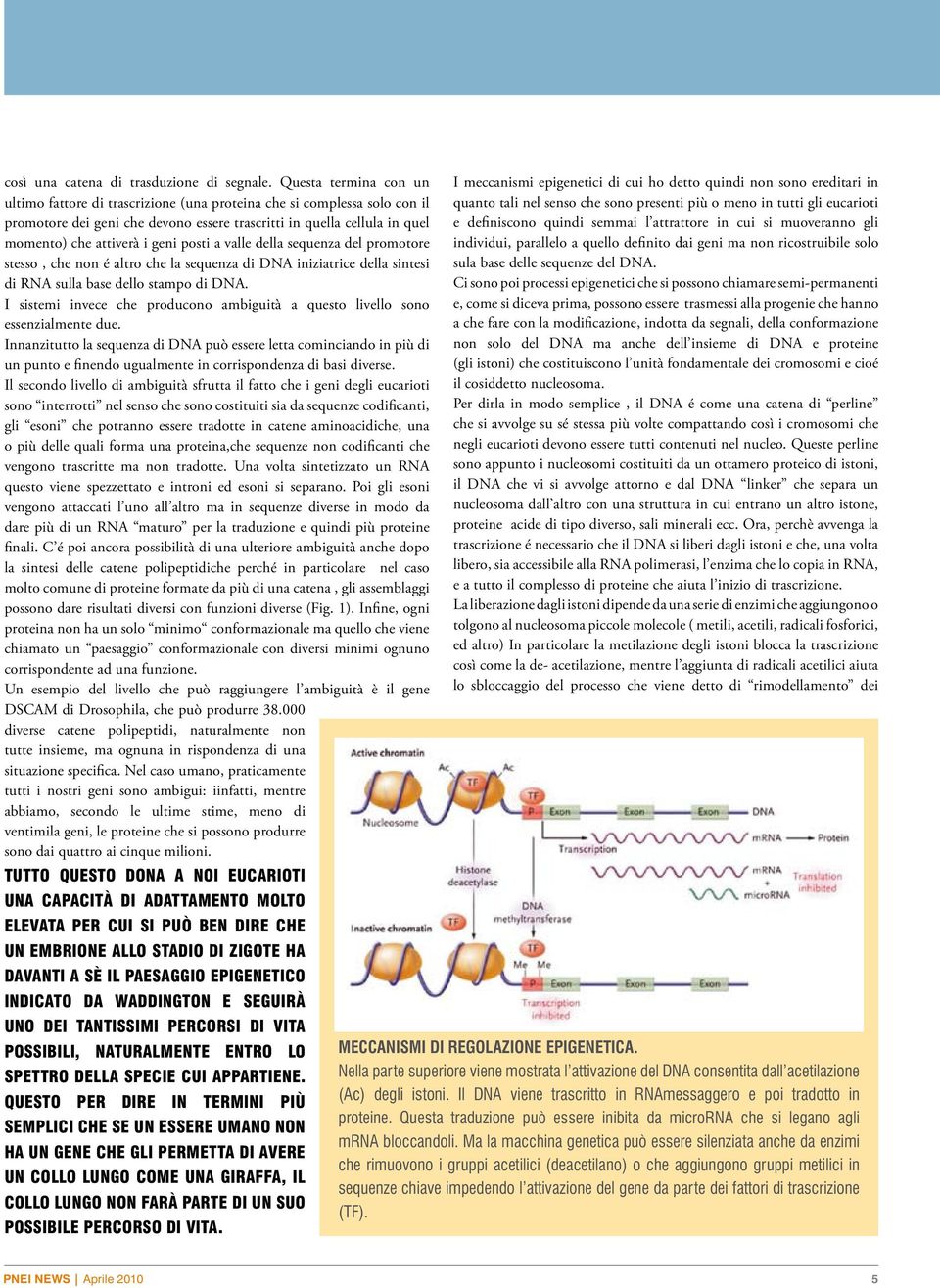 posti a valle della sequenza del promotore stesso, che non é altro che la sequenza di DNA iniziatrice della sintesi di RNA sulla base dello stampo di DNA.