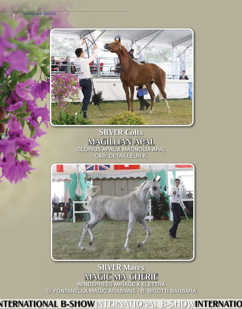 Silver Mares MAGIC MA CHERIE WINDSPREES MIRAGE X ELETTRA