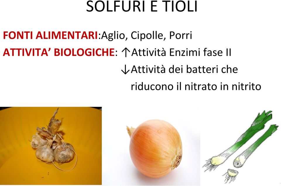 ATTIVITA BIOLOGICHE: Attività Enzimi