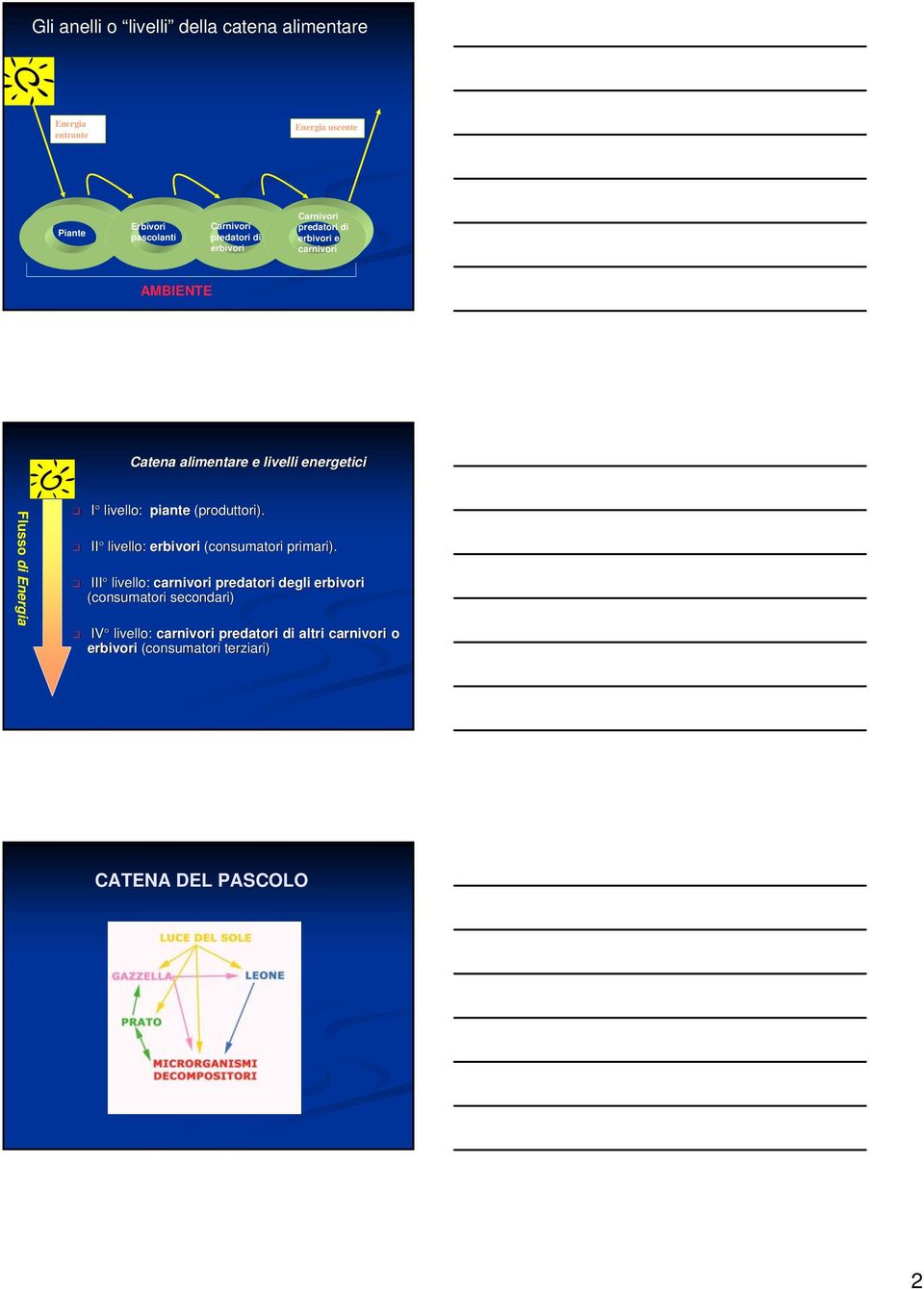 livello: piante (produttori). II livello: erbivori (consumatori primari).