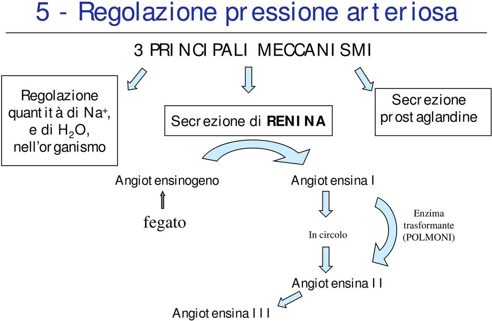 di RENINA Secrezione prostaglandine Angiotensinogeno Angiotensina I