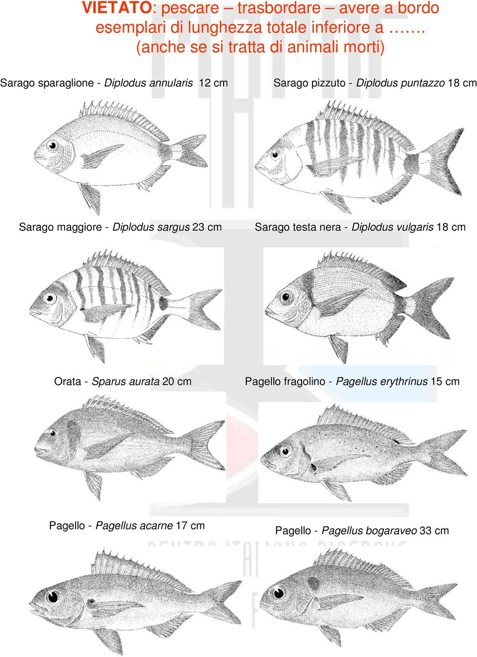 Diplodus puntazzo 18 cm Sarago maggiore - Diplodus sargus 23 cm Sarago testa nera - Diplodus vulgaris 18 cm