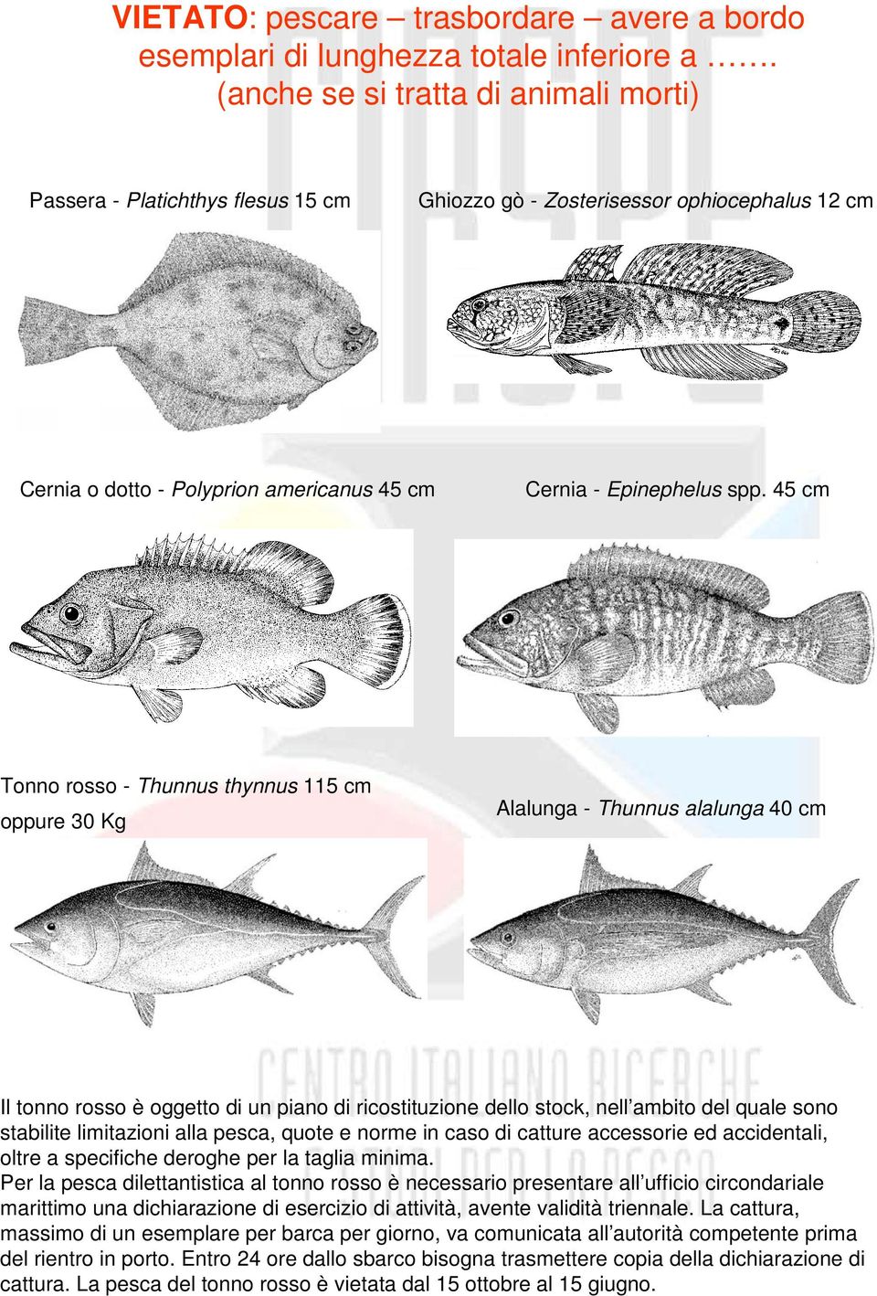 45 cm Tonno rosso - Thunnus thynnus 115 cm oppure 30 Kg Alalunga - Thunnus alalunga 40 cm Il tonno rosso è oggetto di un piano di ricostituzione dello stock, nell ambito del quale sono stabilite