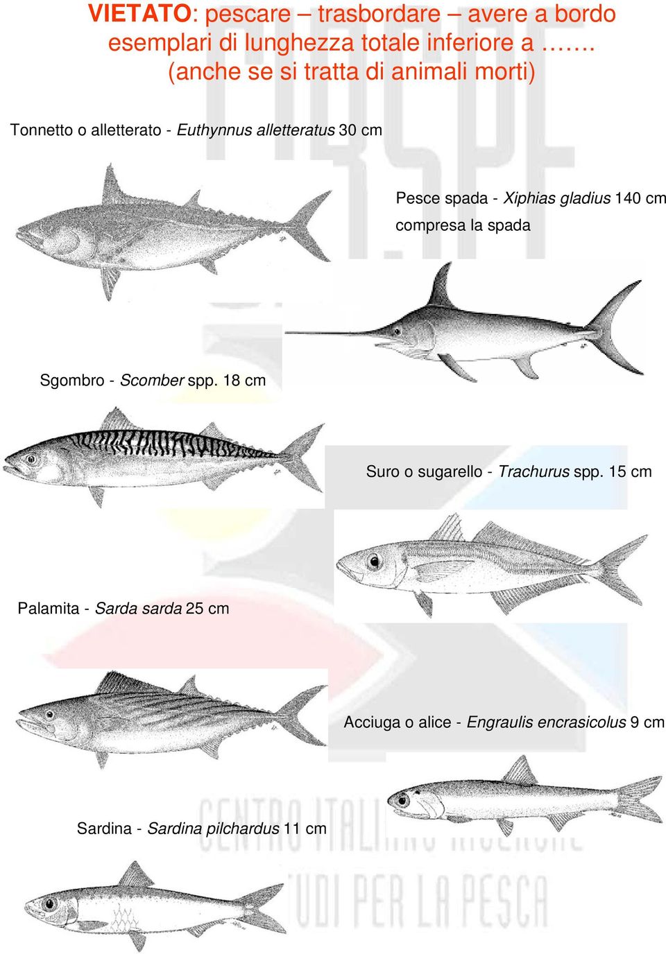 spada - Xiphias gladius 140 cm compresa la spada Sgombro - Scomber spp.