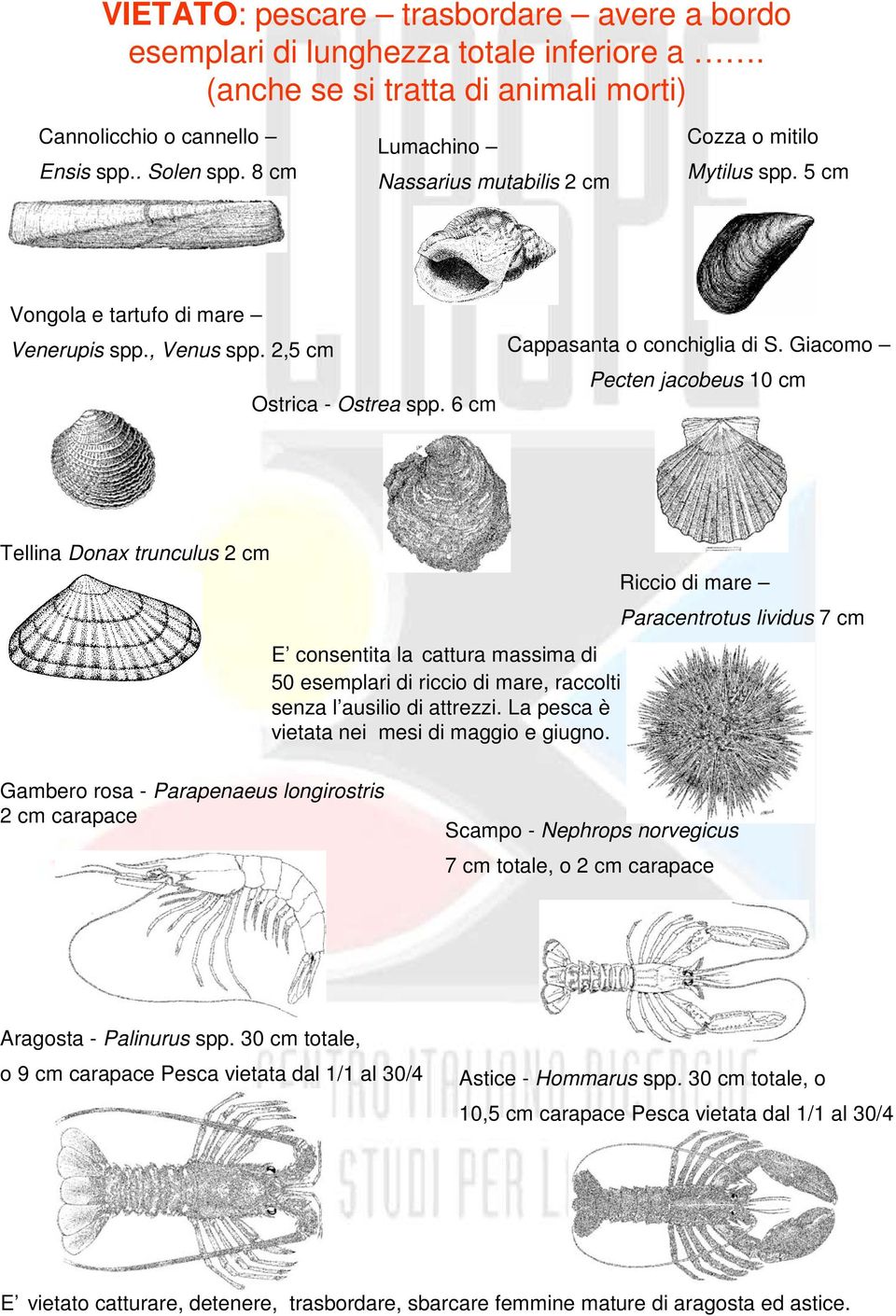 Giacomo Pecten jacobeus 10 cm Ostrica - Ostrea spp.