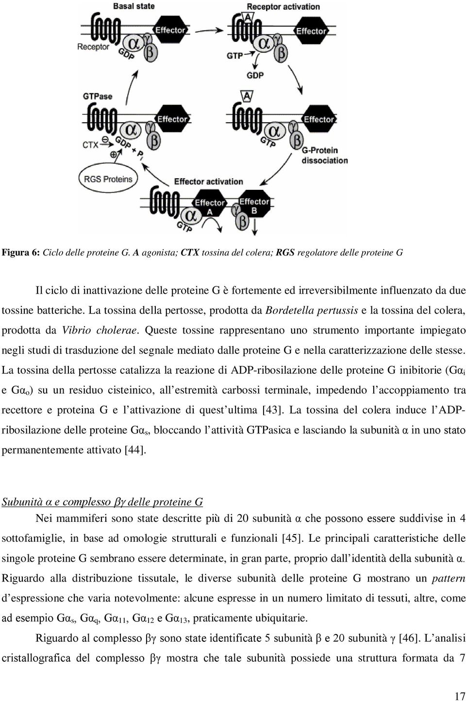 La tossina della pertosse, prodotta da Bordetella pertussis e la tossina del colera, prodotta da Vibrio cholerae.