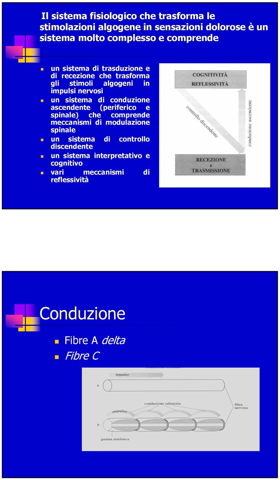 di conduzione ascendente (periferico e spinale) che comprende meccanismi di modulazione spinale un sistema di