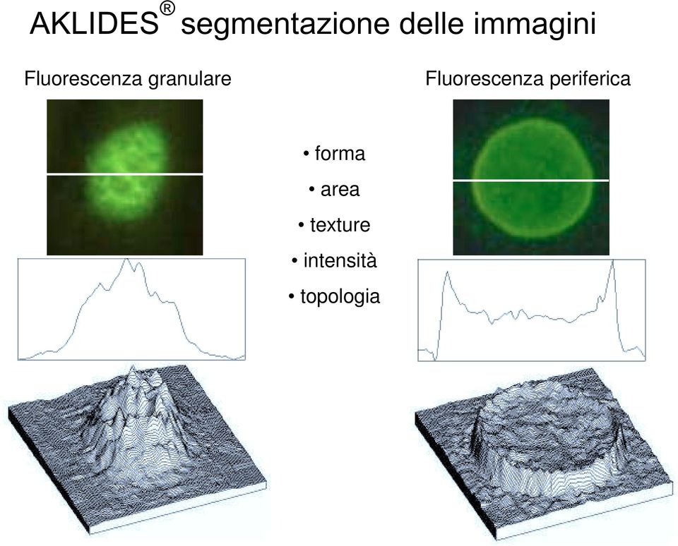 granulare Fluorescenza