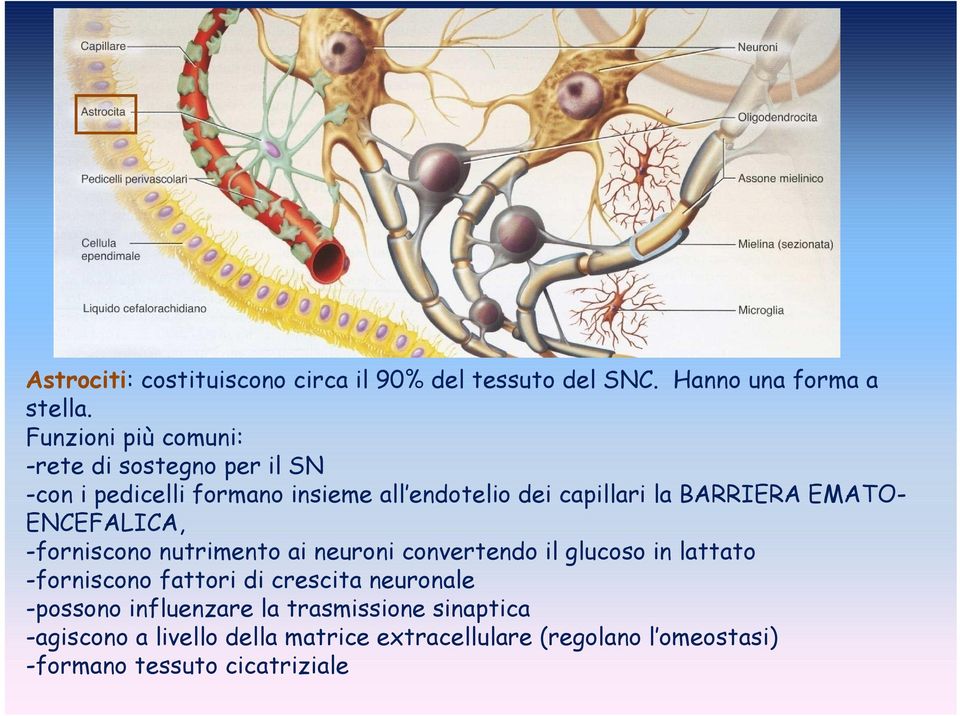 BARRIERA EMATO- ENCEFALICA, -forniscono nutrimento ai neuroni convertendo il glucoso in lattato -forniscono fattori di