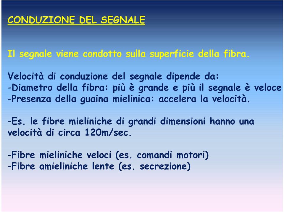 veloce -Presenza della guaina mielinica: accelera la velocità. -Es.