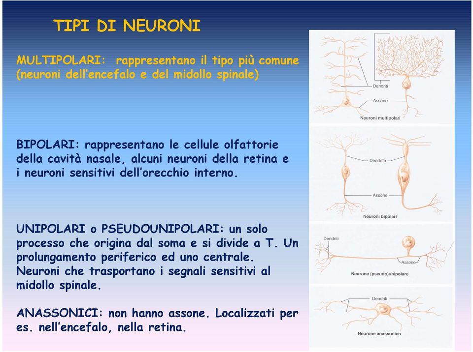 UNIPOLARI o PSEUDOUNIPOLARI: un solo processo che origina dal soma e si divide a T. Un prolungamento periferico ed uno centrale.