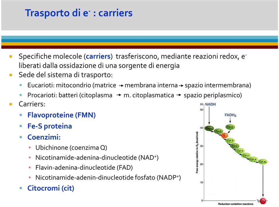 batteri(citoplasma m.