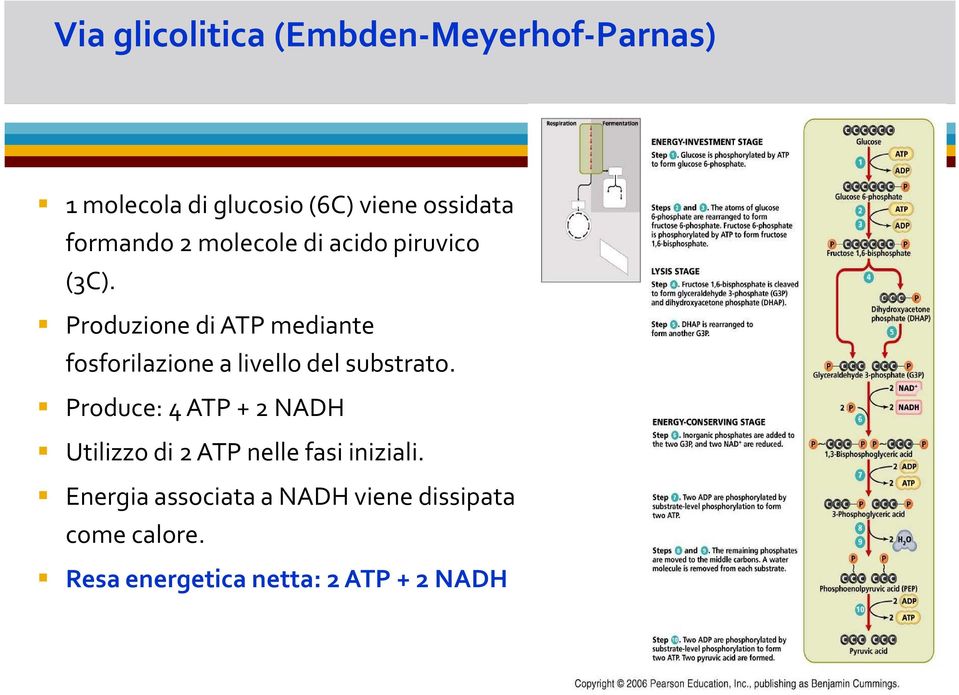 Produzione di ATP mediante fosforilazione a livello del substrato.