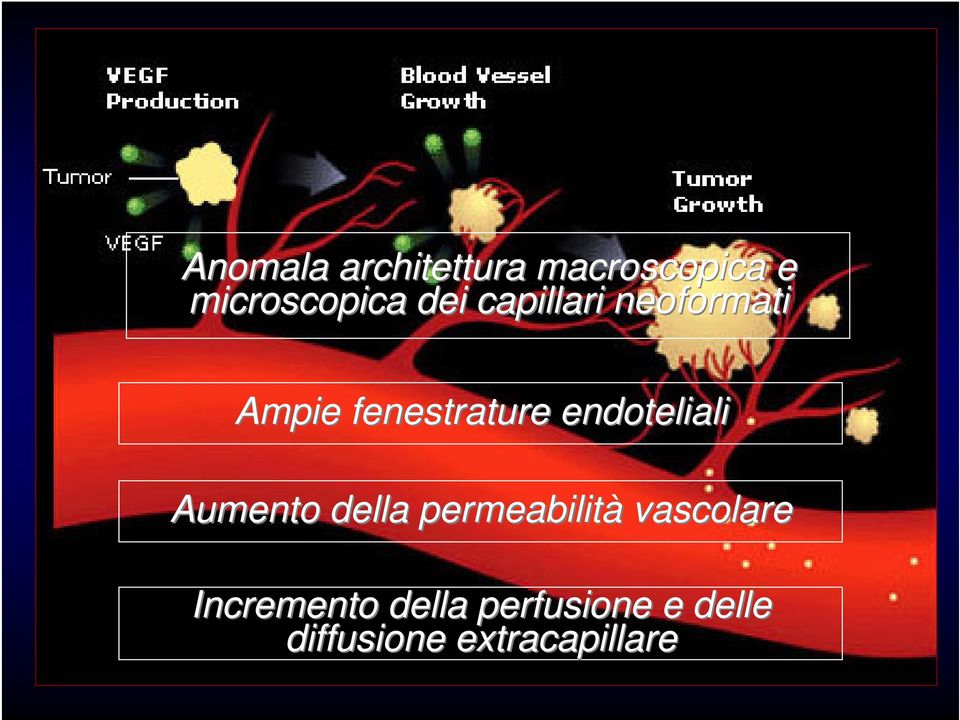 endoteliali Aumento della permeabilità vascolare