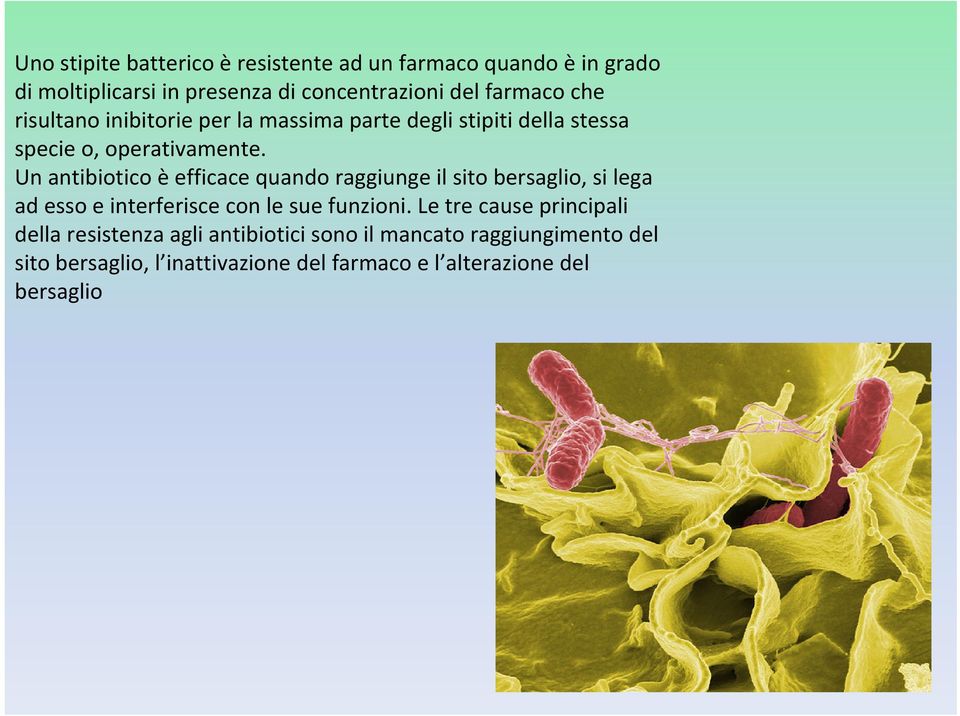 Un antibiotico è efficace quando raggiunge il sito bersaglio, si lega ad esso e interferisce con le sue funzioni.