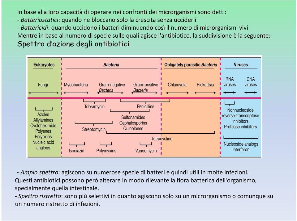 antibiotici Ampio spettro: agiscono su numerose specie di batteri e quindi utili in molte infezioni.