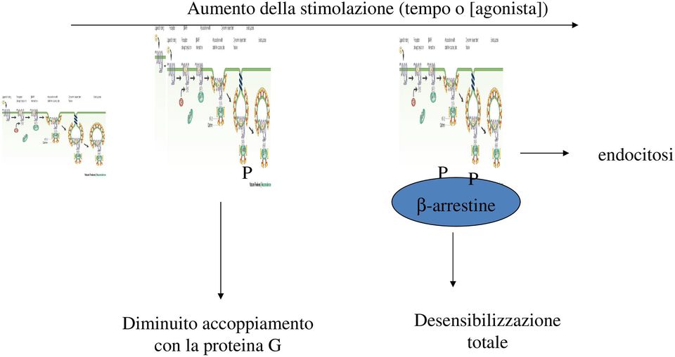 accoppiamento con la proteina G P P